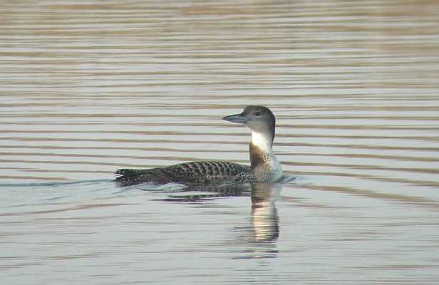 Lac de Lescourroux, Soumensac - photo 6