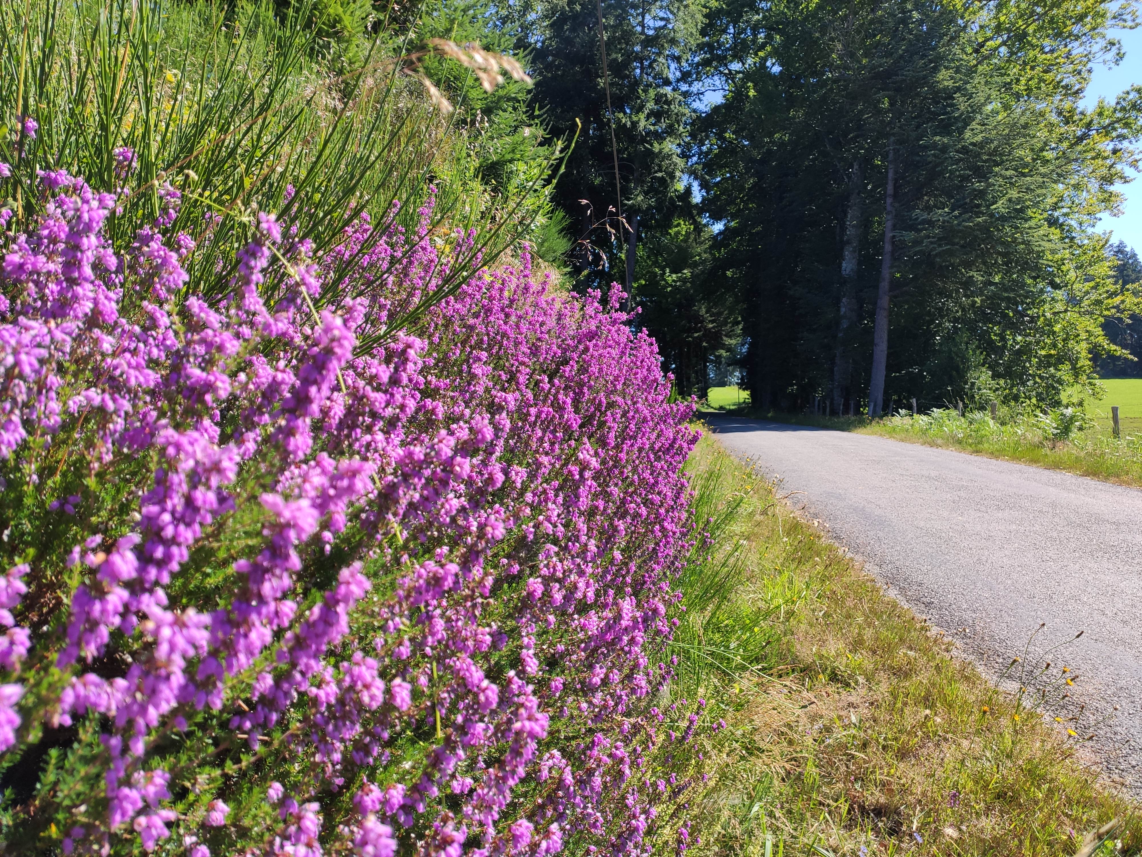 Le circuit du Puy Pointu, Rempnat - photo 4