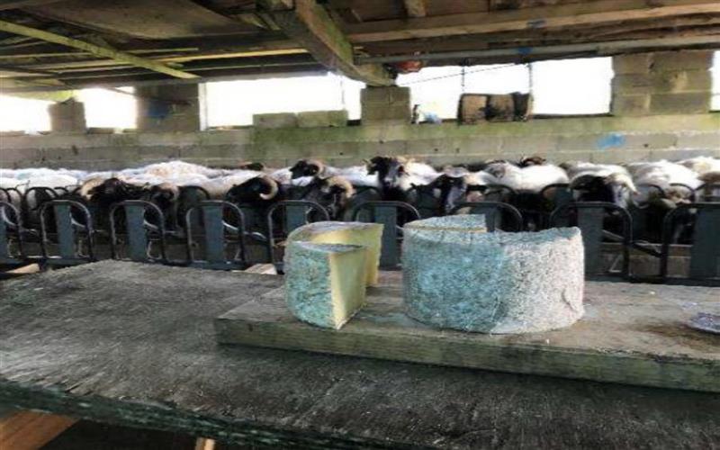 Randonnée acccompagnée Mendi Gaiak : rencontre avec un (e) berger (ère)    