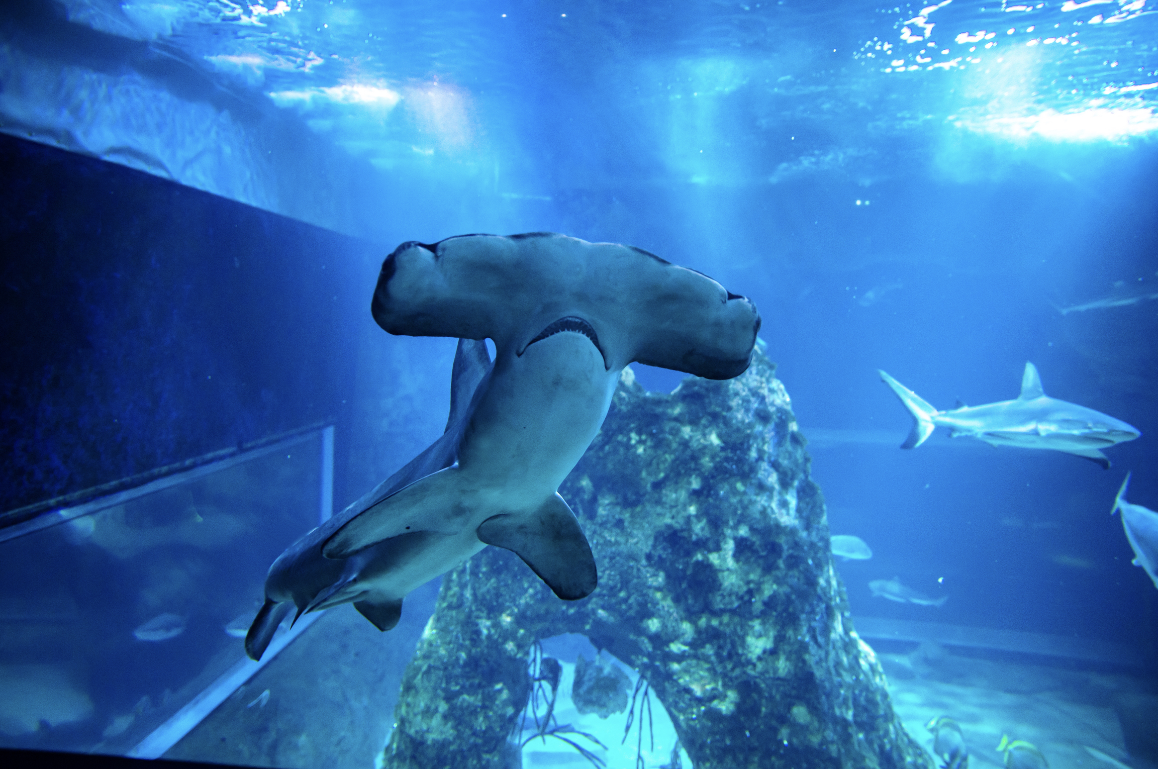 Aquarium de Biarritz