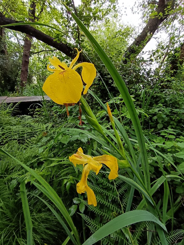 Réserve Naturelle Nationale de l'Étang de la Mazière, Villeton - photo 4