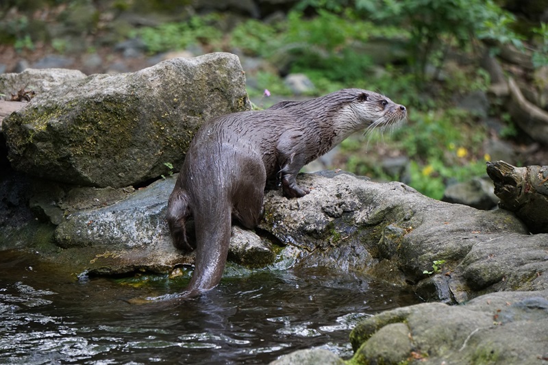 Réserve Naturelle Nationale de l'Étang de la Mazière, Villeton