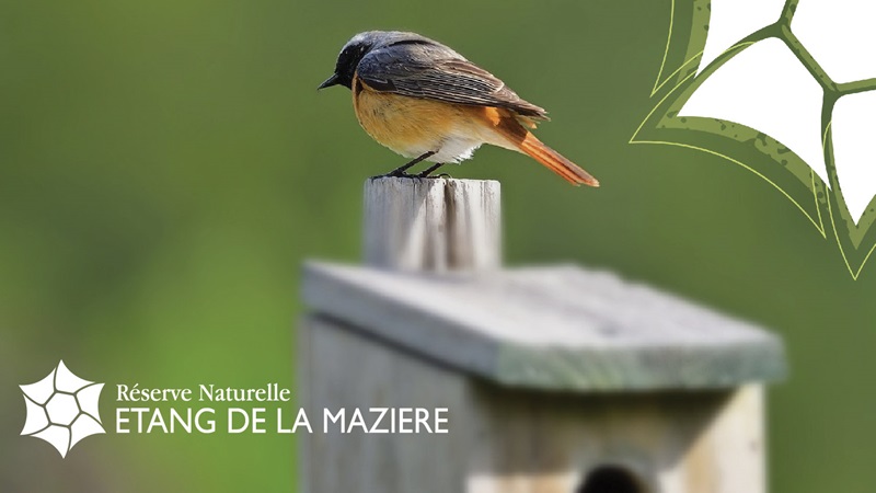 Réserve Naturelle Nationale de l'Étang de la Mazière, Villeton - photo 5