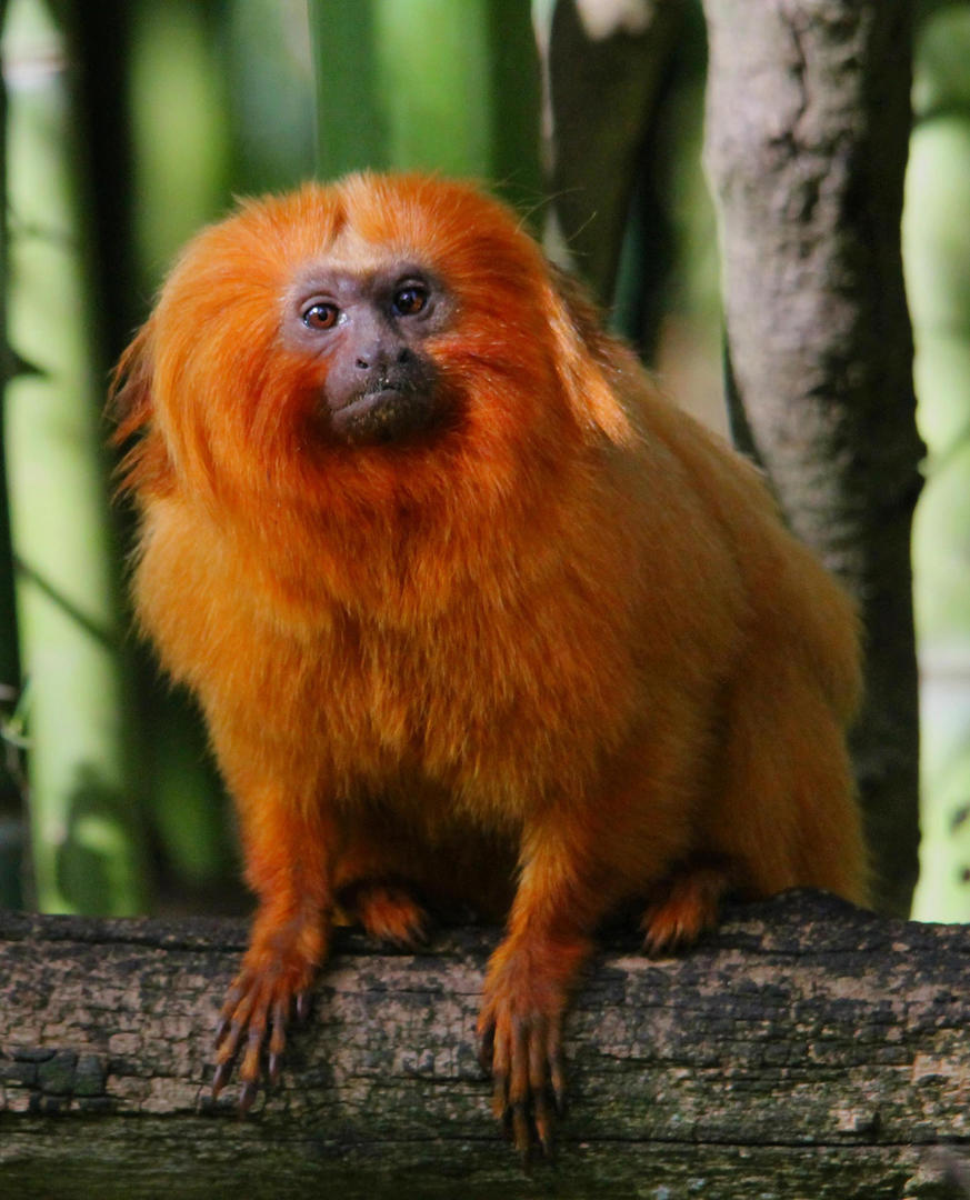 Réserve Zoologique de Calviac, Calviac-en-Périgord - photo 2