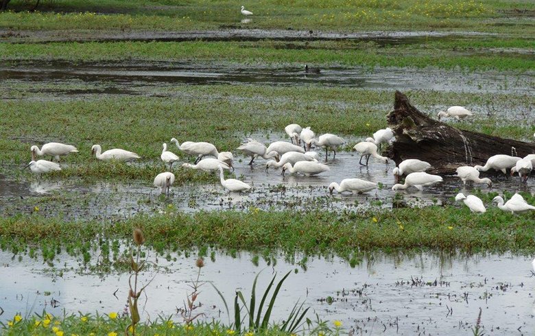 Réserve naturelle nationale des Marais de Bruges