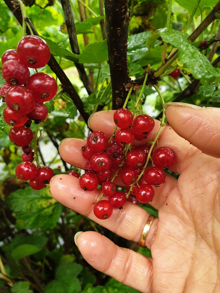 Les Confitures d'Agnès - photo 2