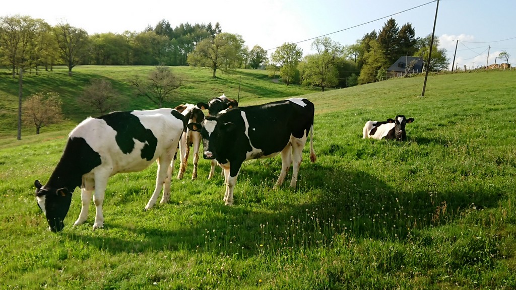 Gîte Bourrier, Hautefage - photo 15