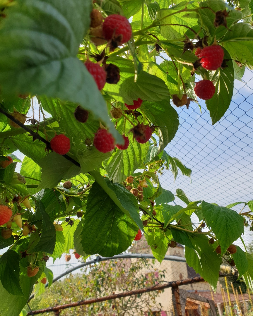 Les Confitures d'Agnès - photo 5