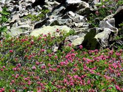 Rhododendron-Ossau©F.Magrou