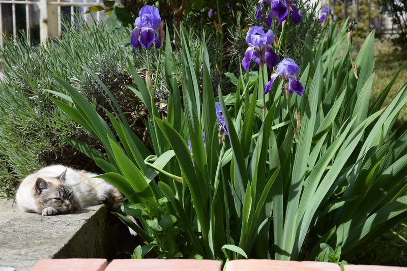 Chambre d'hôtes Les Rives de l'Isle