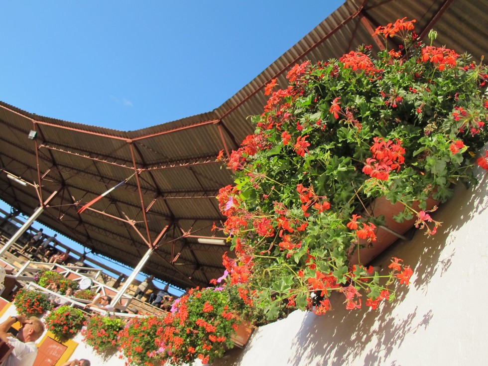 Arènes de Roquefort, Roquefort - photo 5