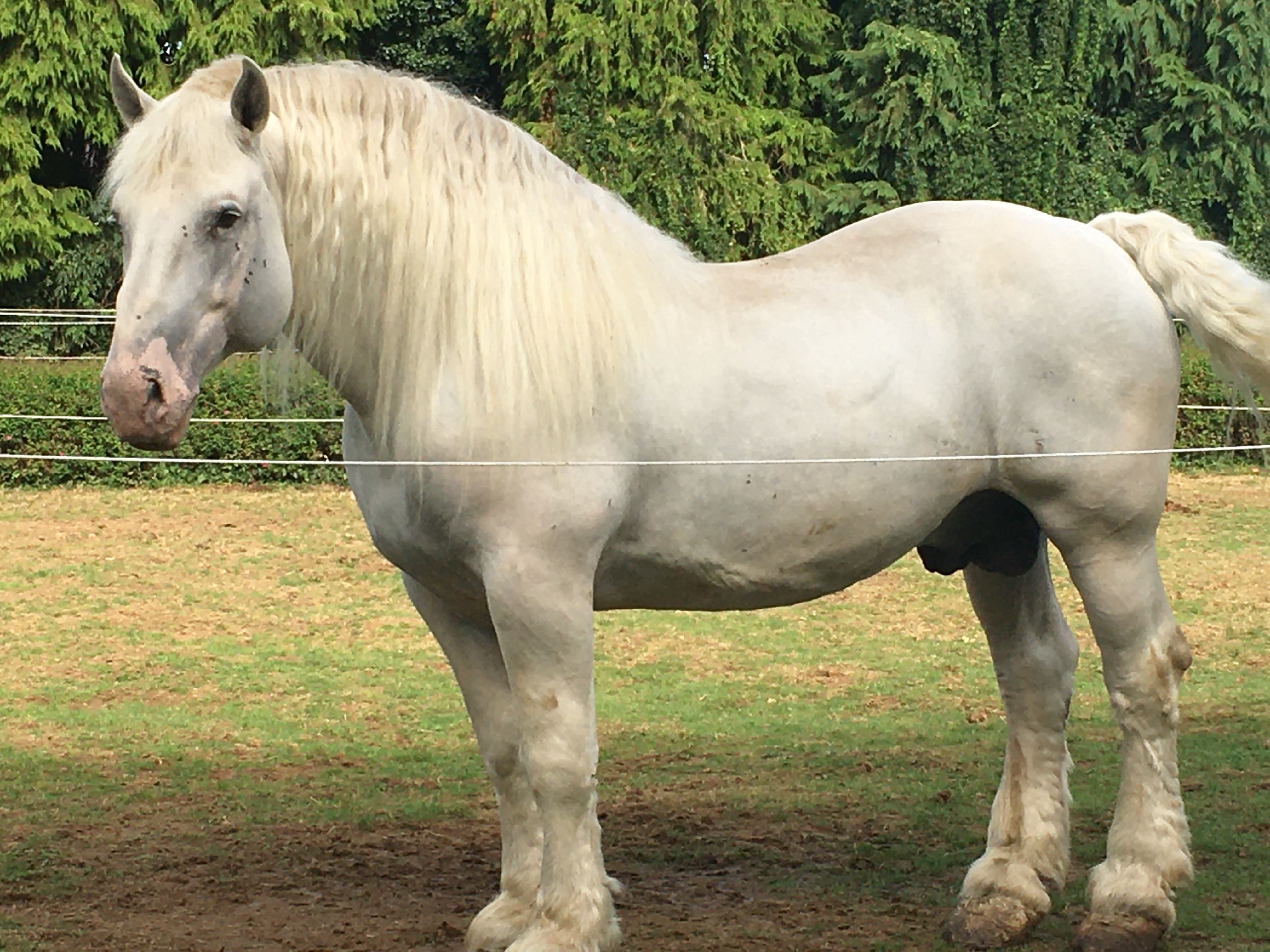Festival du Cheval de Trait, Arnac-Pompadour - photo 3