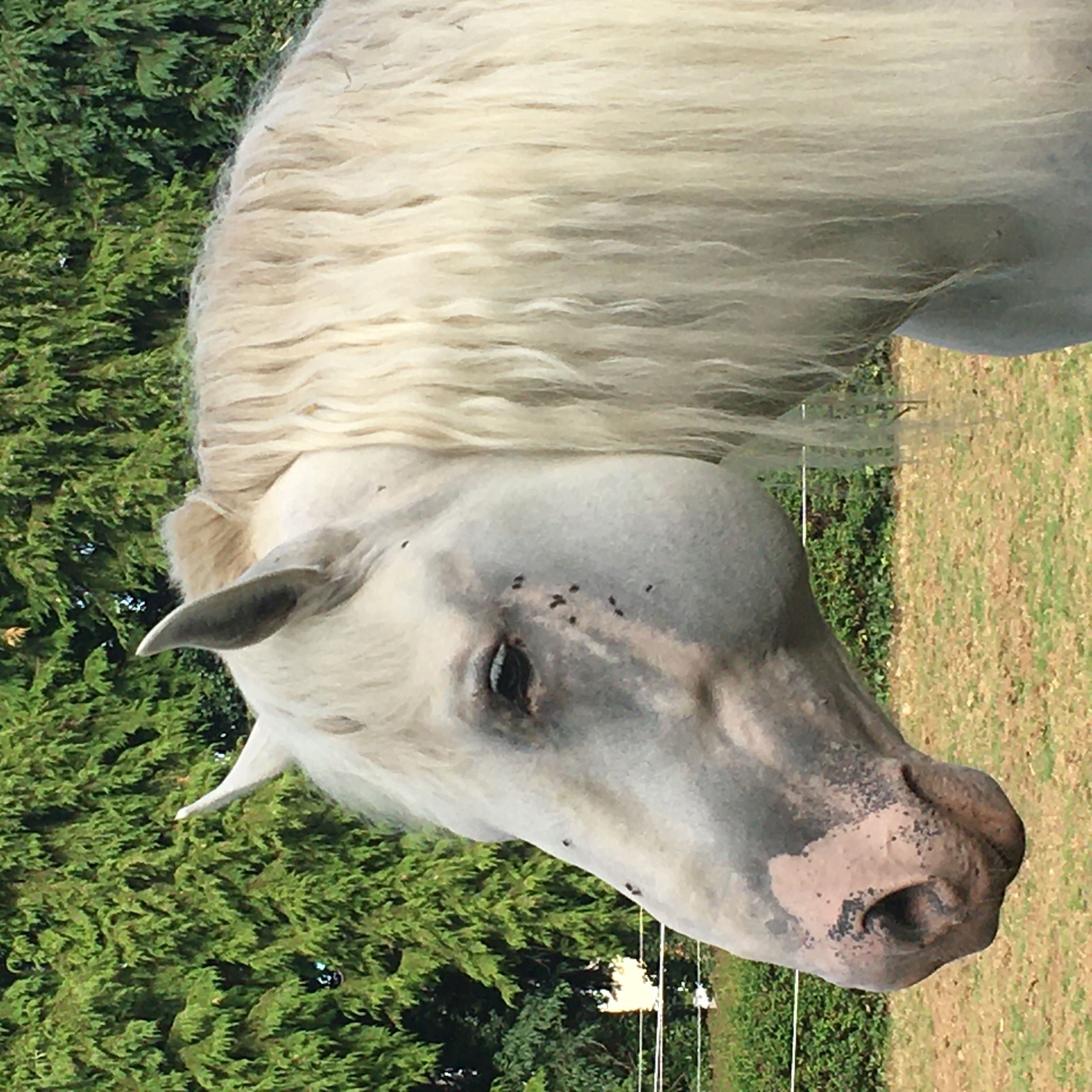 Découverte du cheval de trait