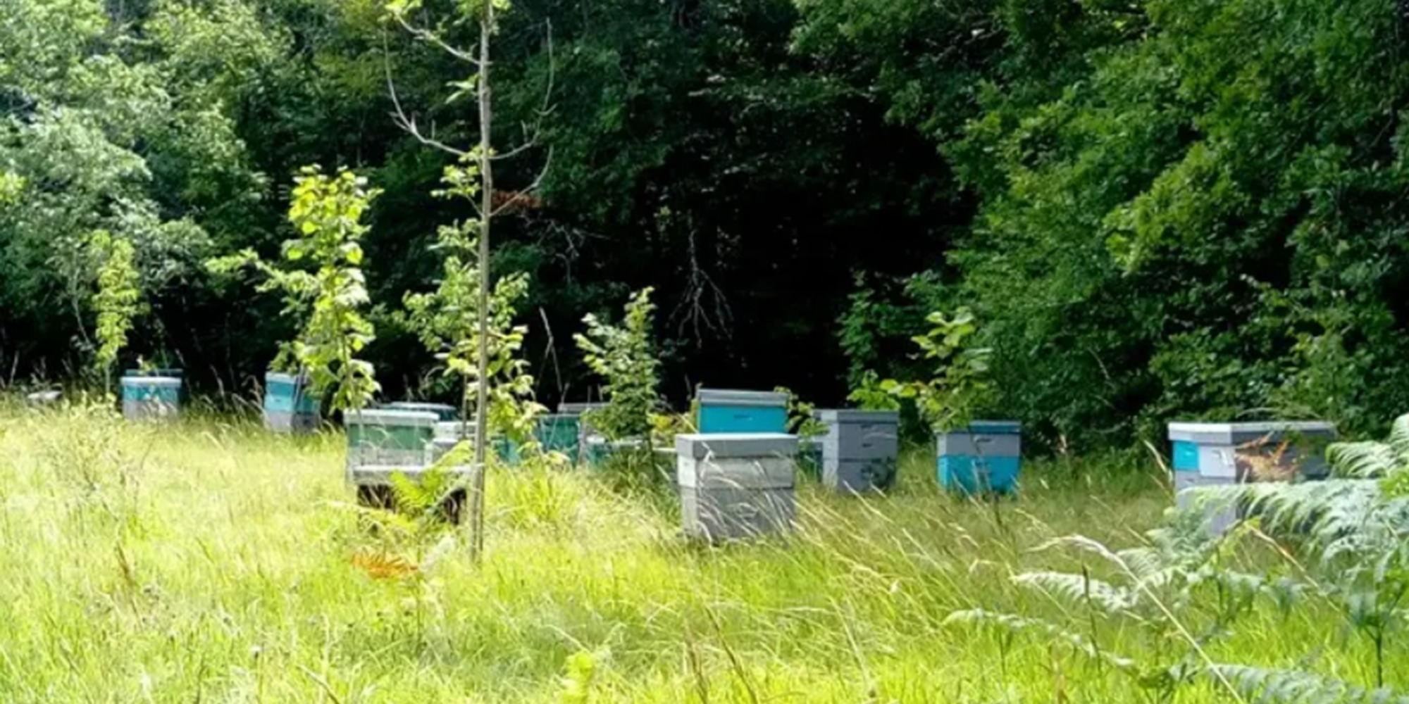Accueil à la Ferme : Glaces de la ferme, Ferme Avicole et Apiculture en Ribéracois