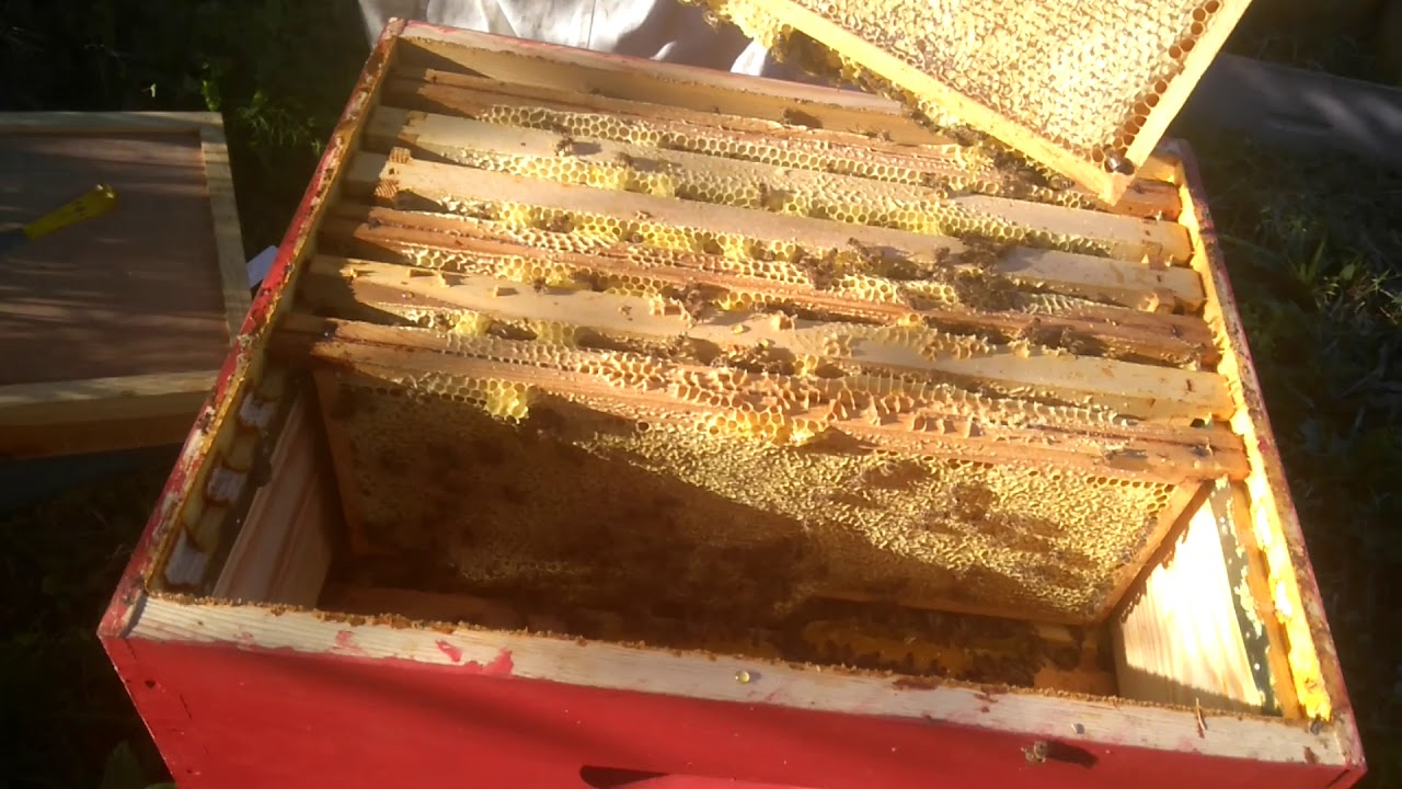 Le Rucher de la Forêt