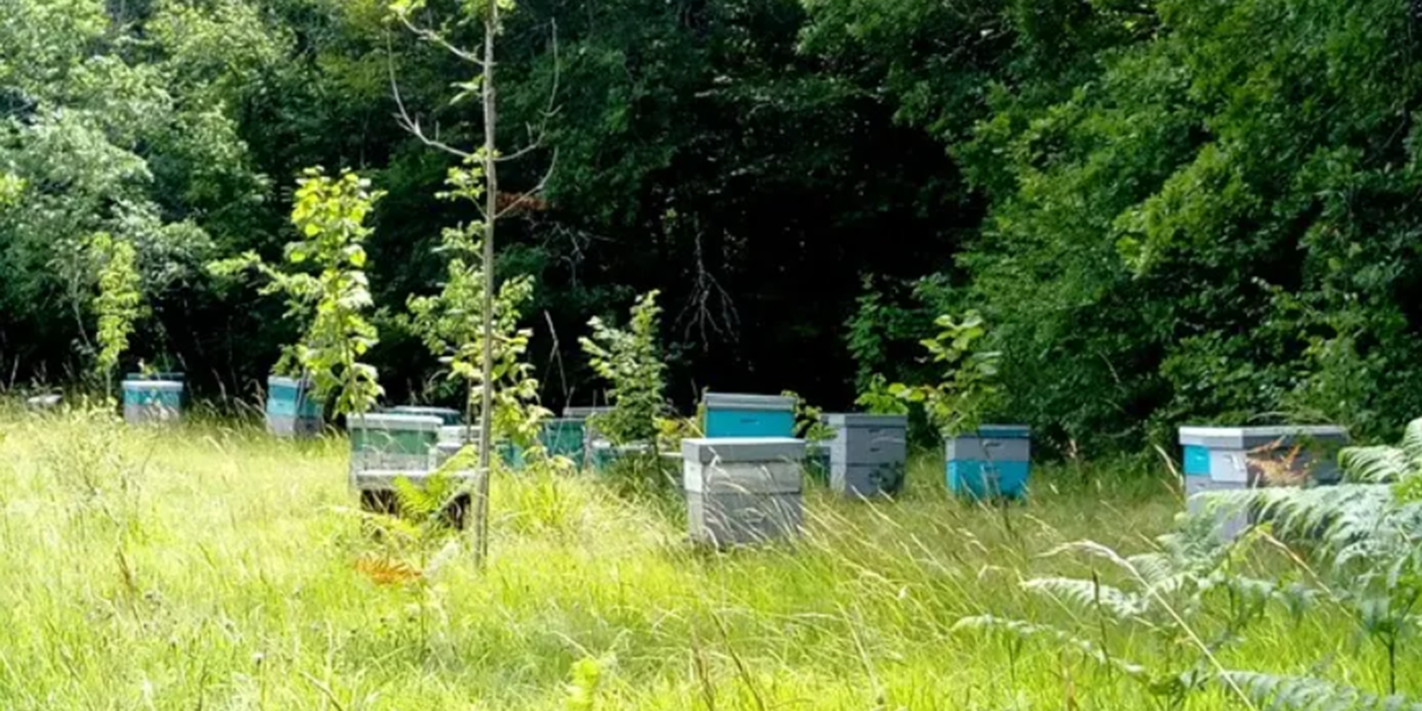 Accueil à la Ferme - Glaces de la ferme, Ferme Avicole et Apiculture en Ribéracois