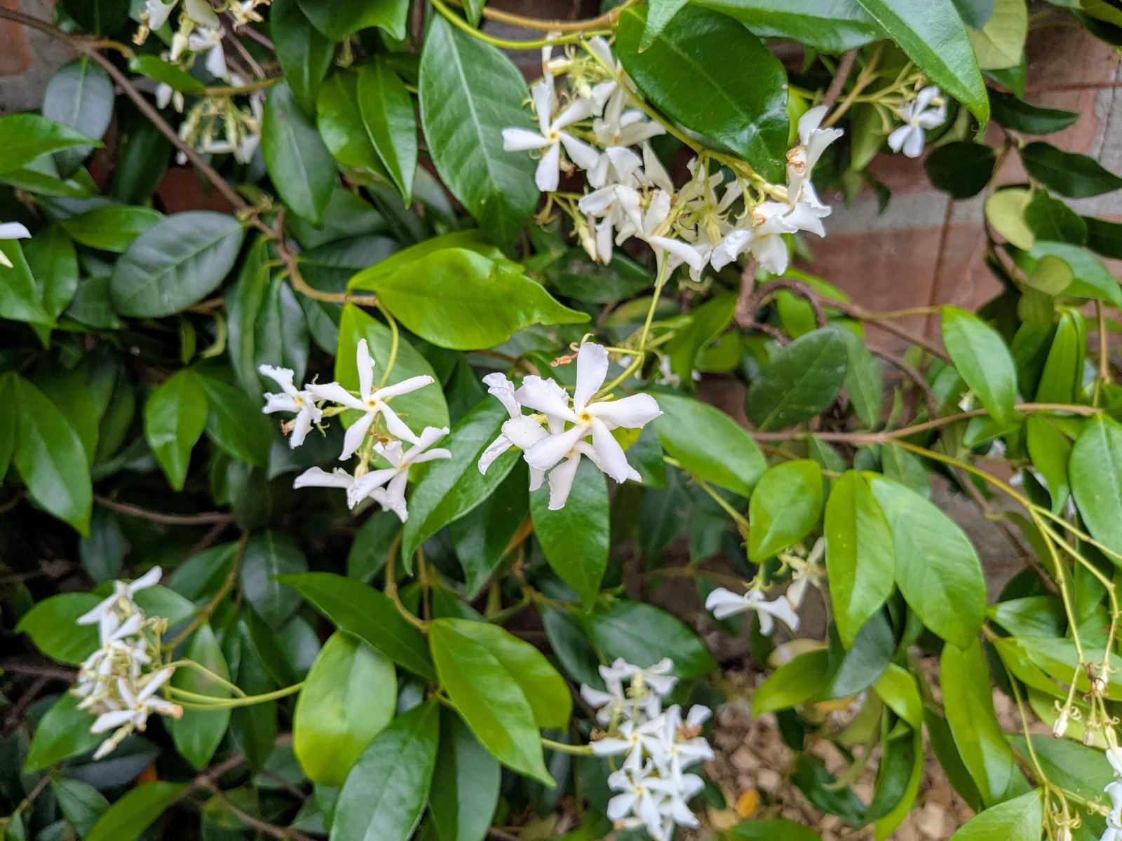 La Rue Perdue, La Réole - photo 5