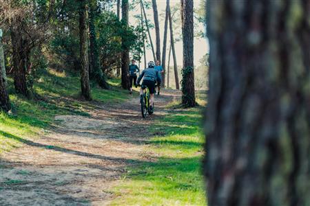 Promenade en Forêt