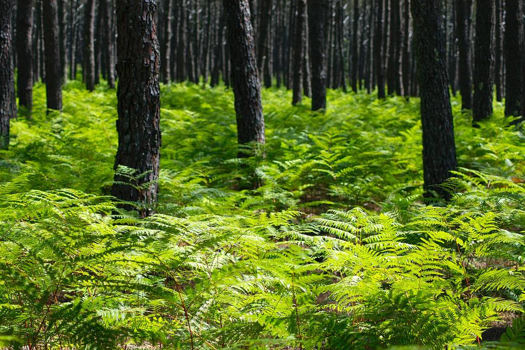Villa Nanou, Capbreton - photo 19