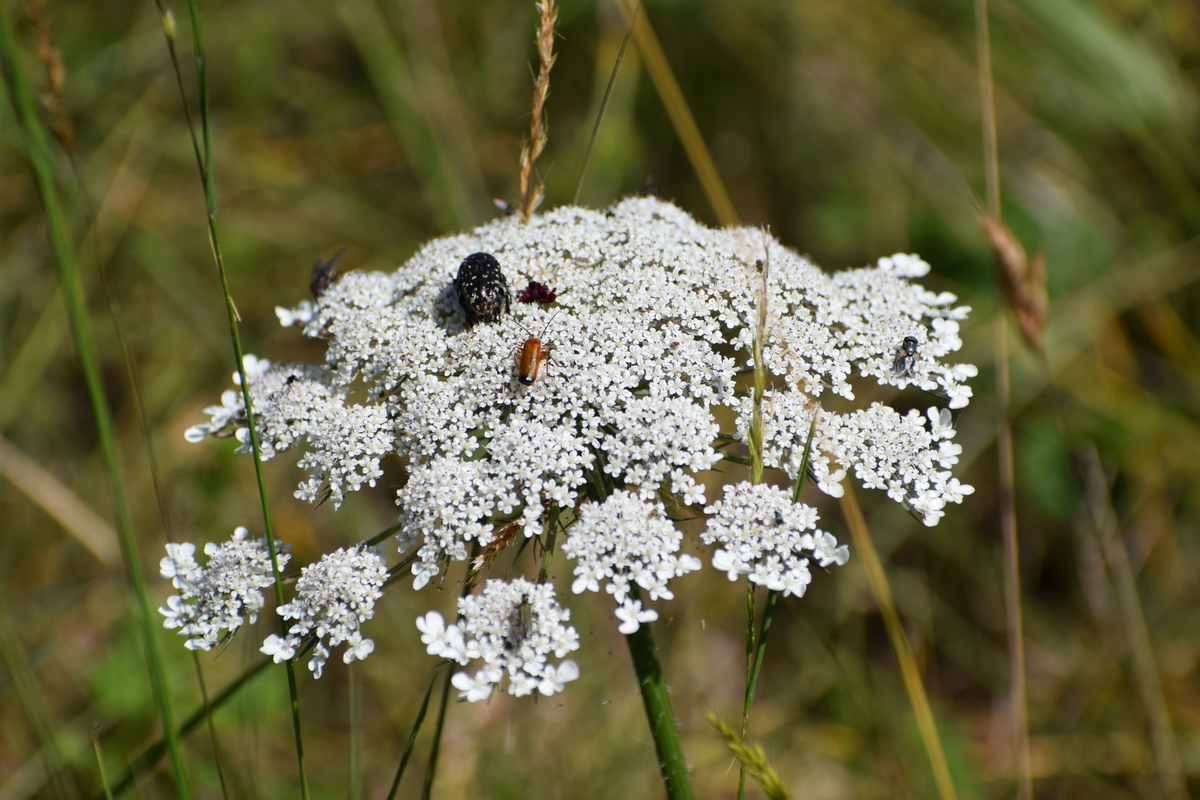 Boucle des 3 Bornes, Saint-Front-d'Alemps - photo 2