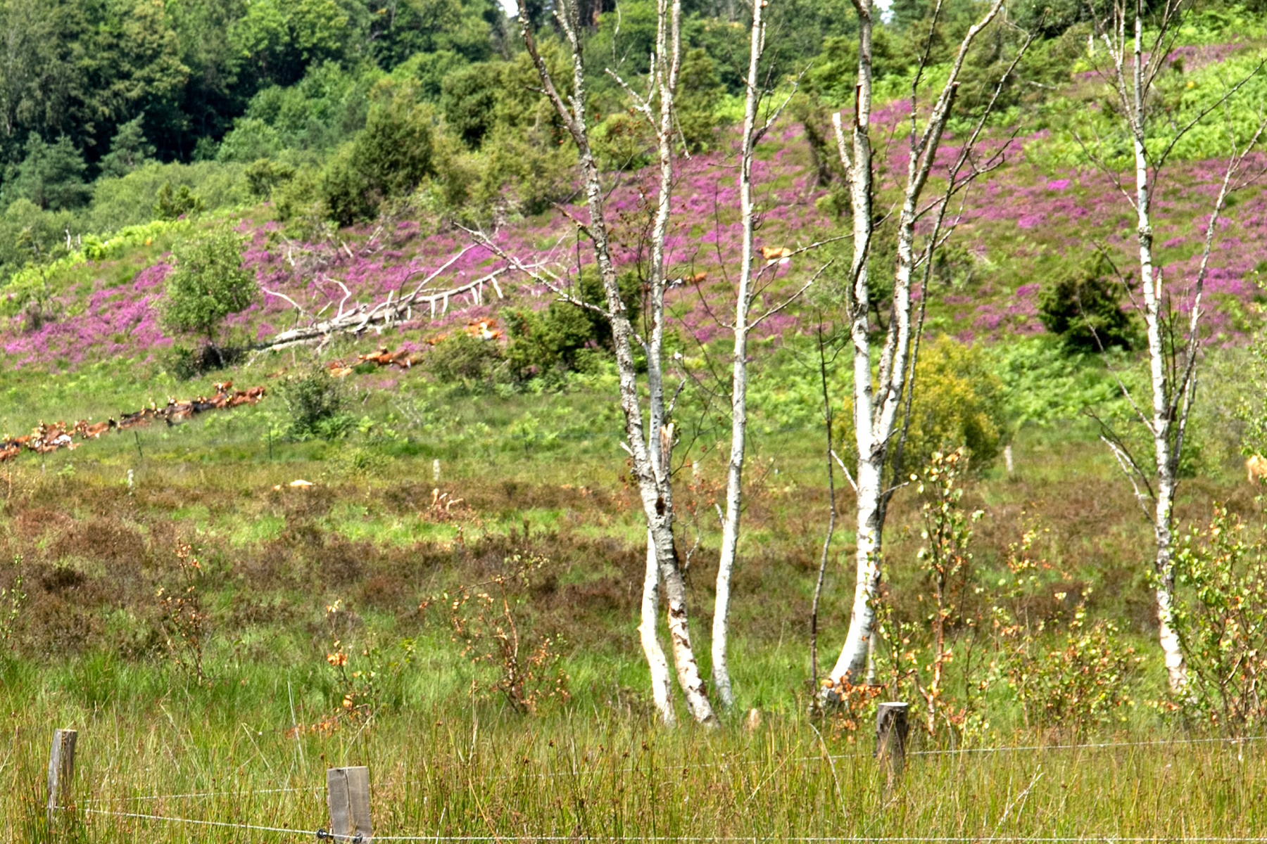 Réserve Naturelle de la Tourbière des Dauges - CEN Nouvelle-Aquitaine
