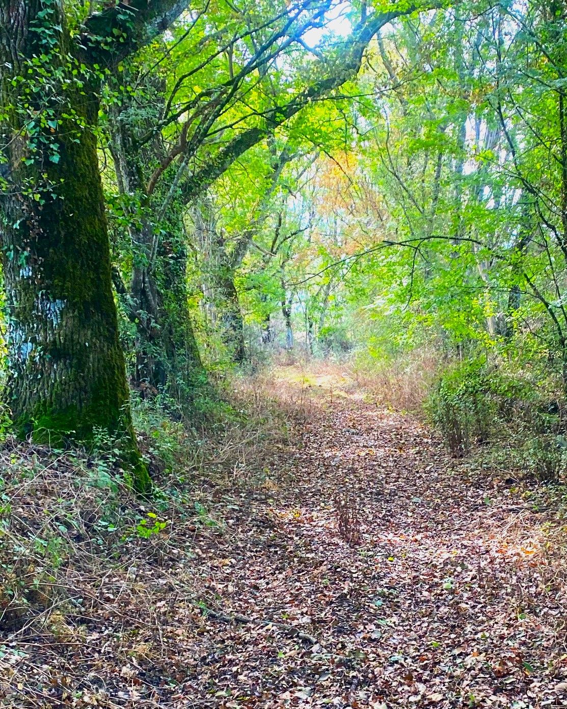 Boucle de Saint Martin