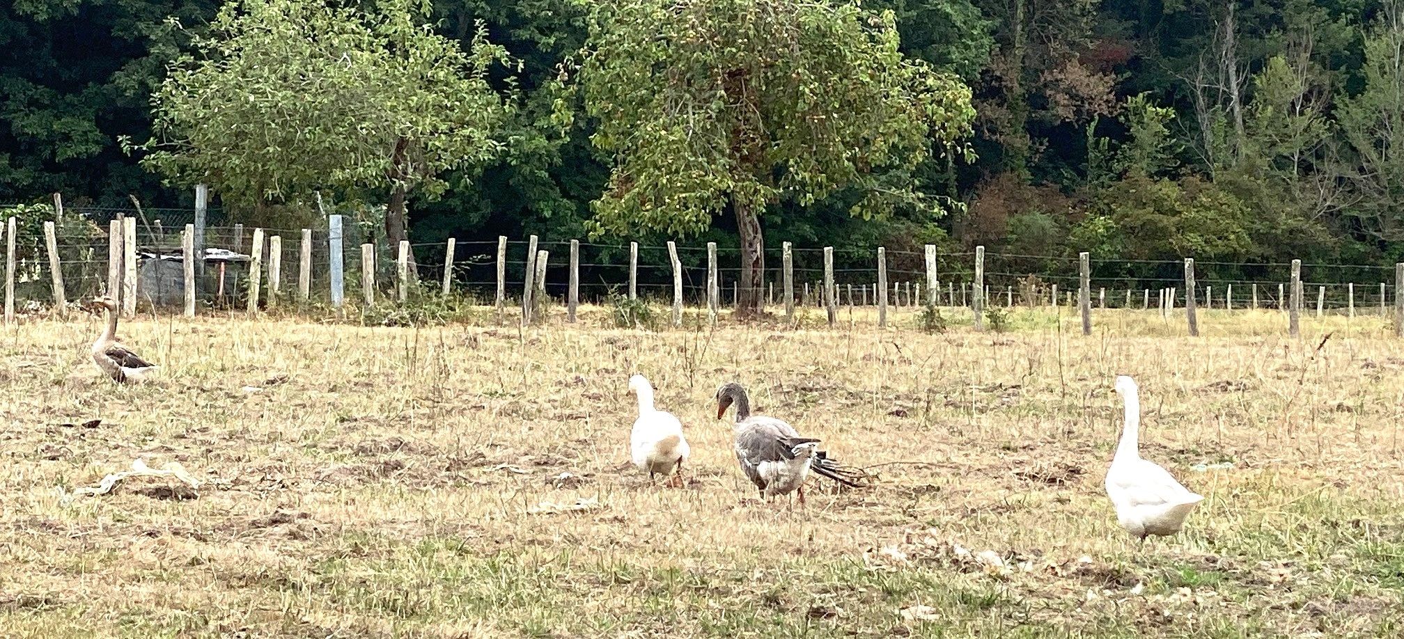 Boucle de Saint-Vincent de Connezac - Le Grand Claud