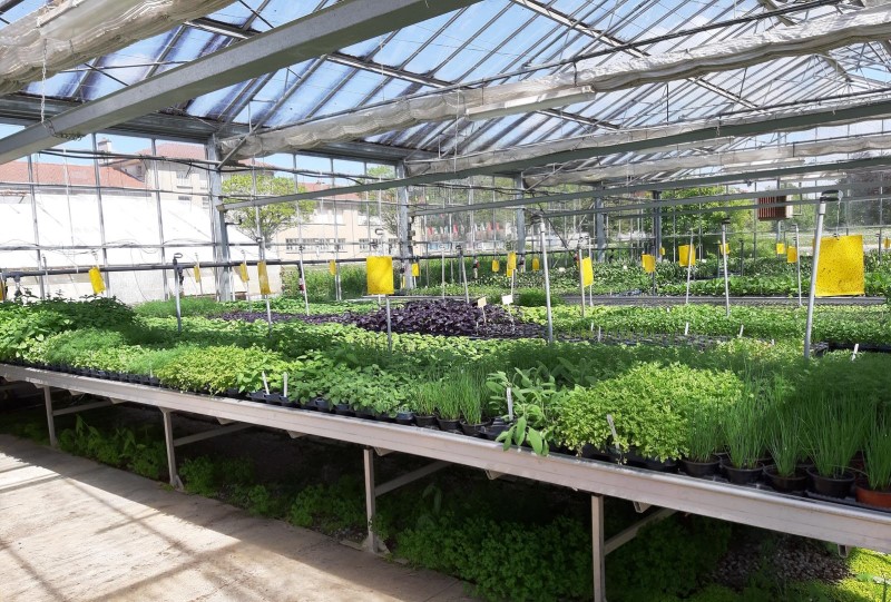 Plantzone