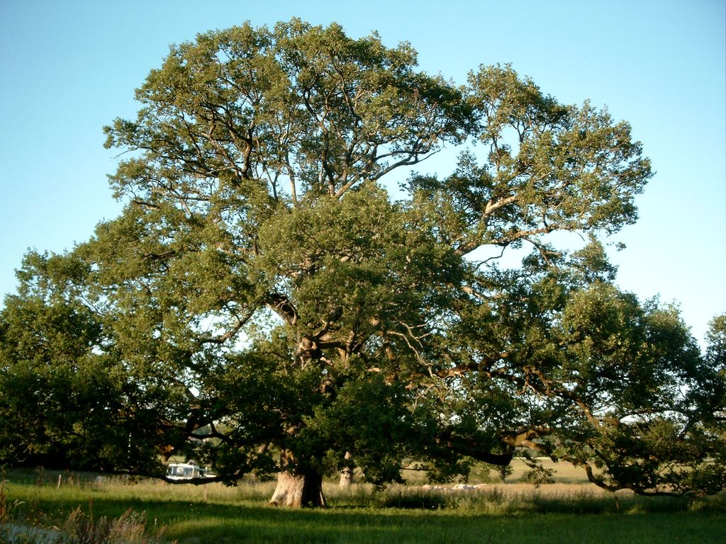 Chêne de Sazeirat, Arrènes - photo 4