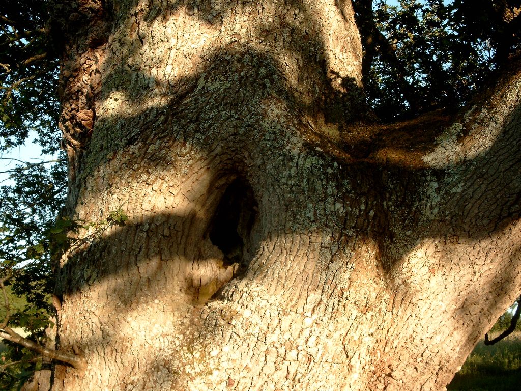 Chêne de Sazeirat, Arrènes - photo 3