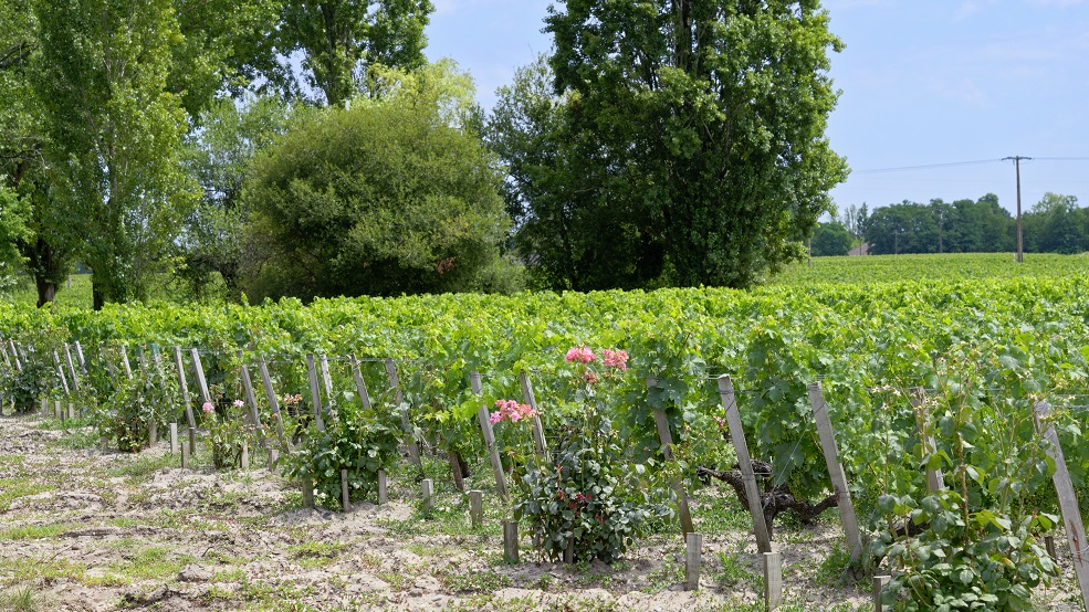 Château Siran - photo 5