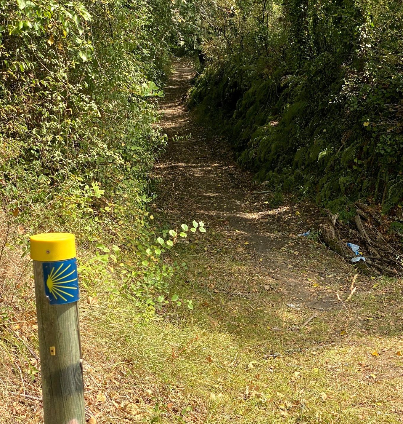 Boucle de la patte de chien - photo 3