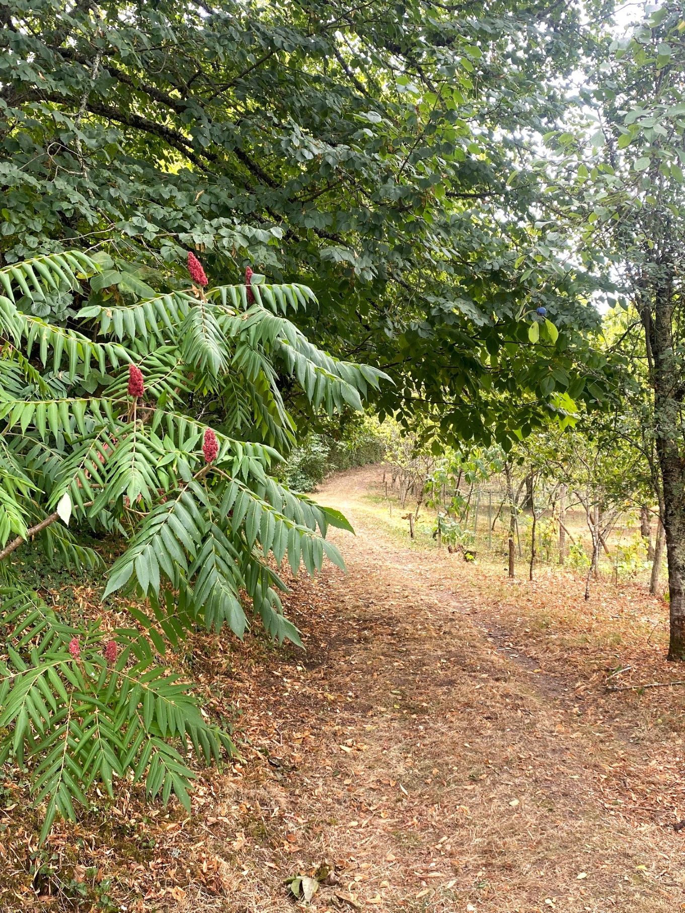 Boucle de la patte de chien