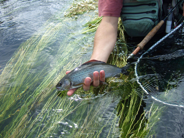 Maison de l'Eau et de la Pêche de la Corrèze - photo 4