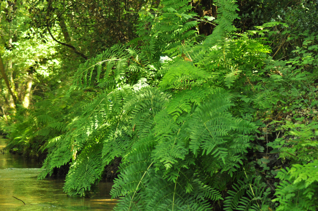 Atlantis Loisirs - photo 4