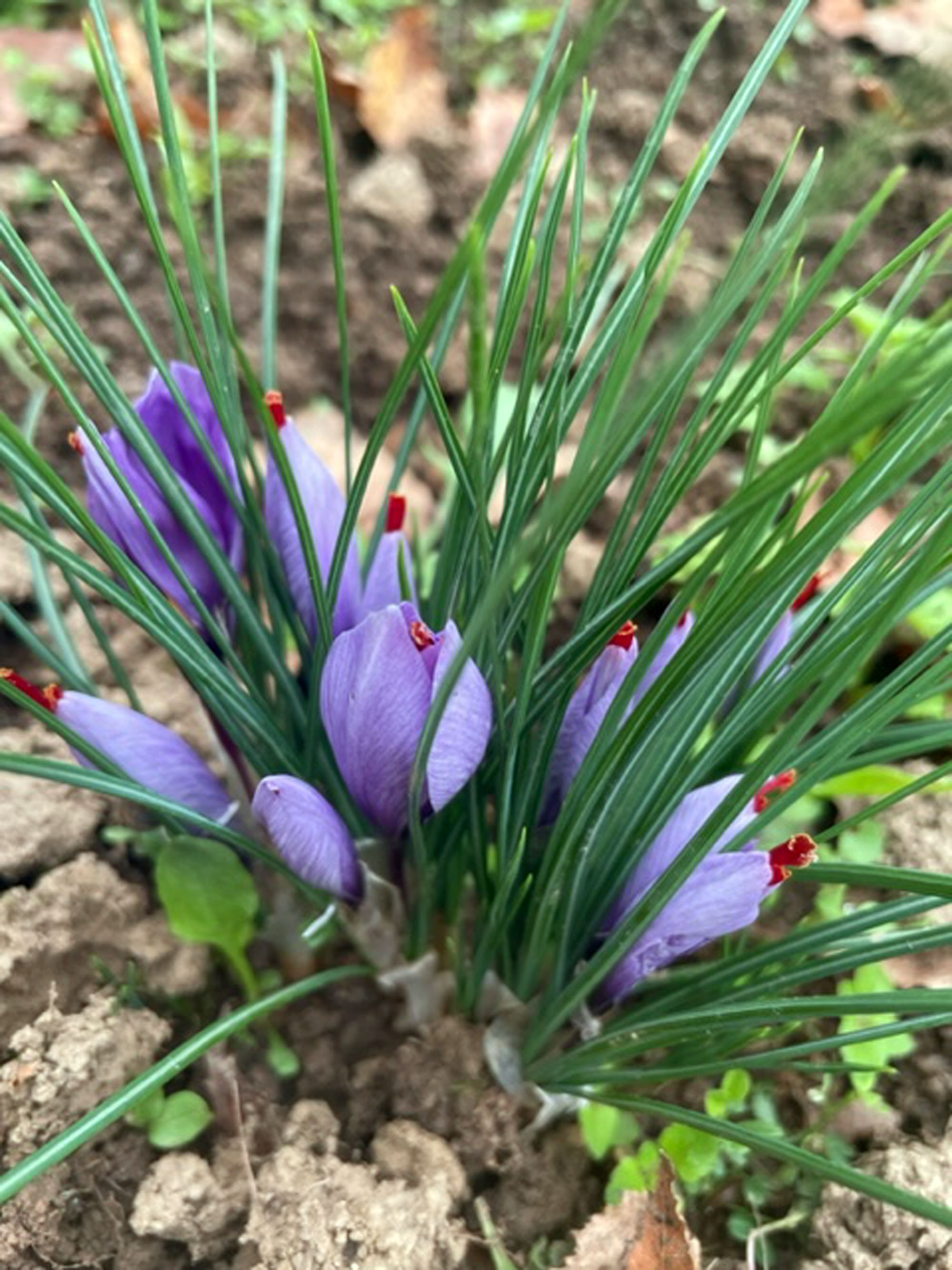 Safran de la vézère - photo 5