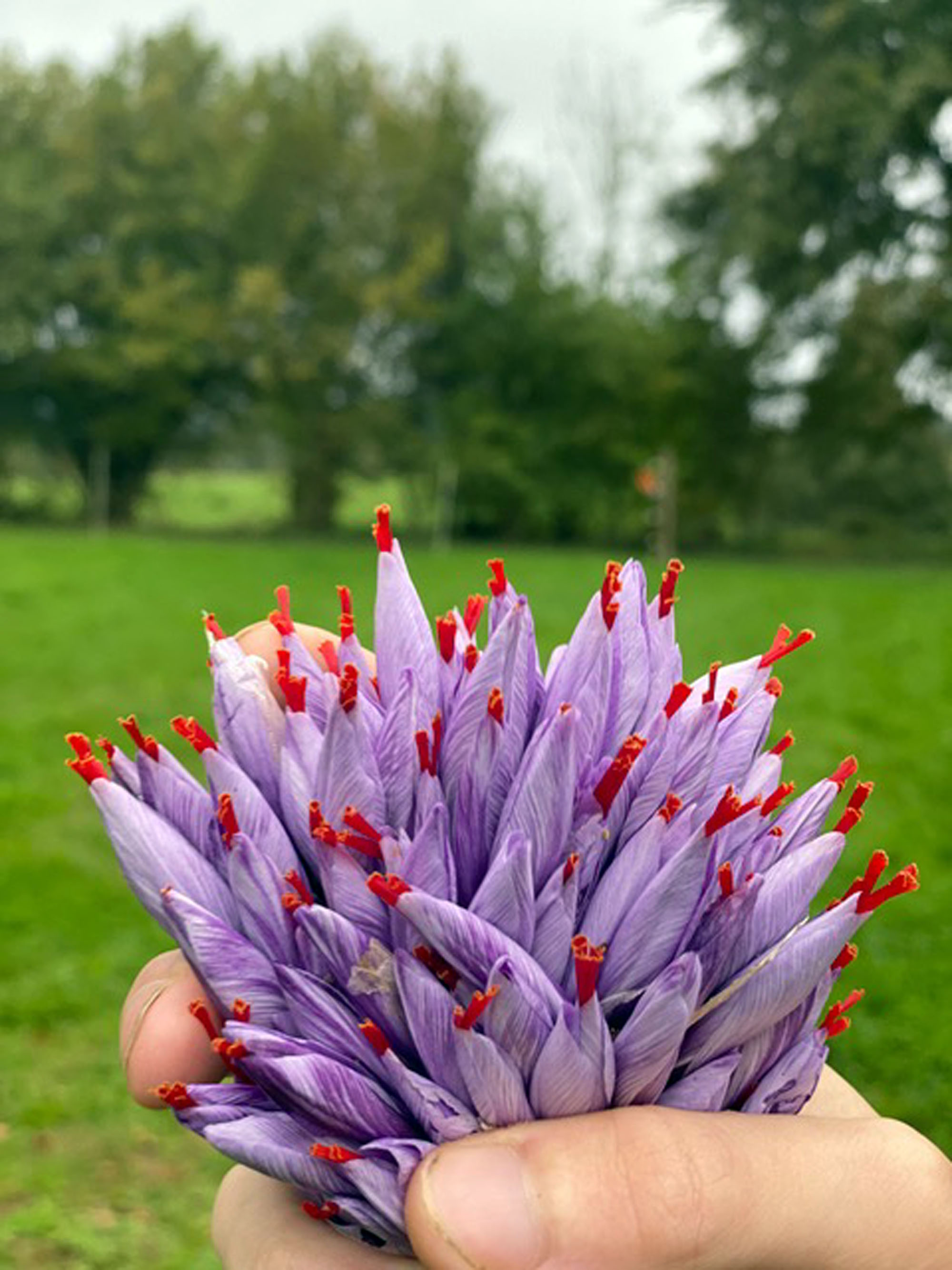 Safran de la vézère - photo 2