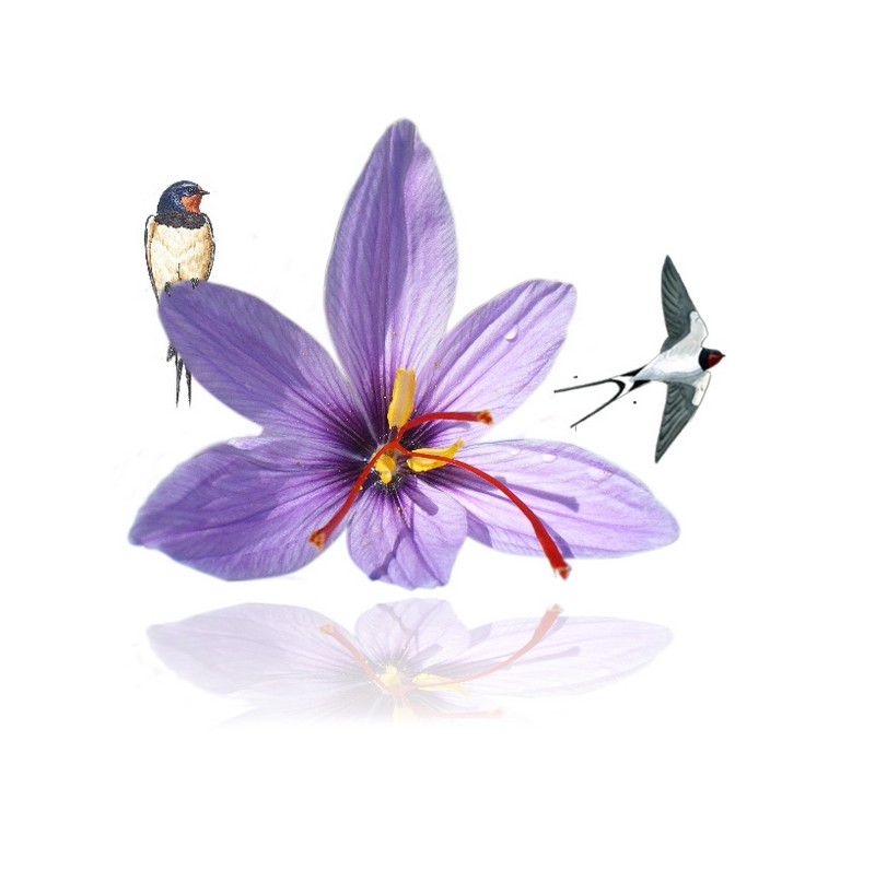 Les Safranelles - photo 4