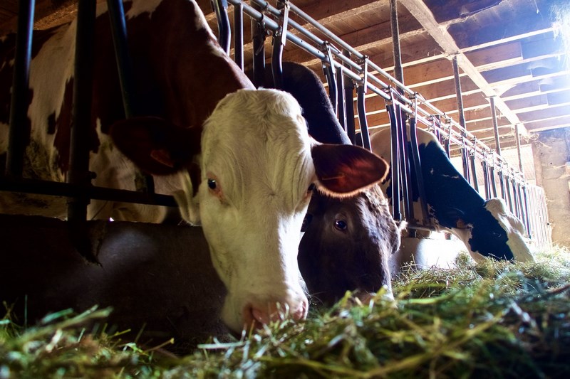 Ferme biologique de Crozefond — photo 3