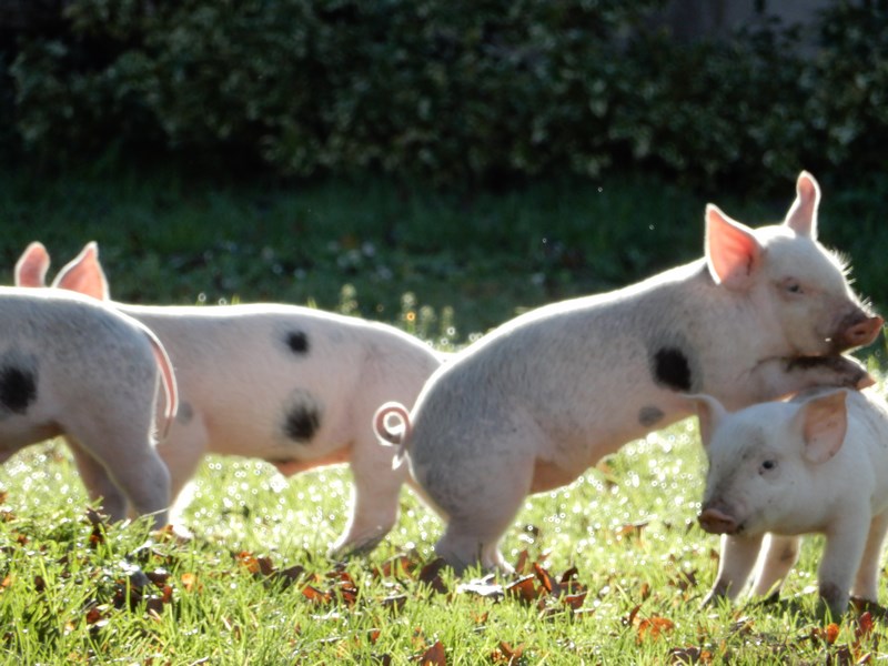 Ferme Bio de Crozefond, Saint-Aubin