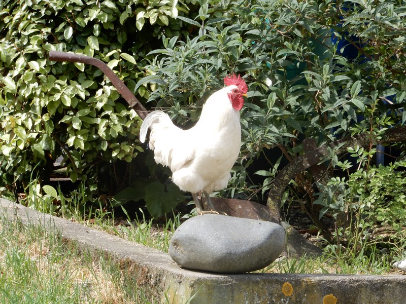 Ferme Bio de Crozefond, Saint-Aubin - photo 8