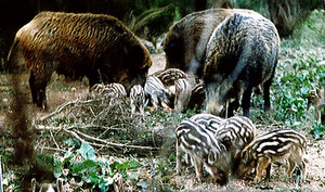 Sangliers de Mortemart