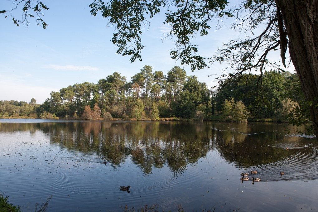 Etang classé de Sainte-Foy, Sainte-Foy - photo 7