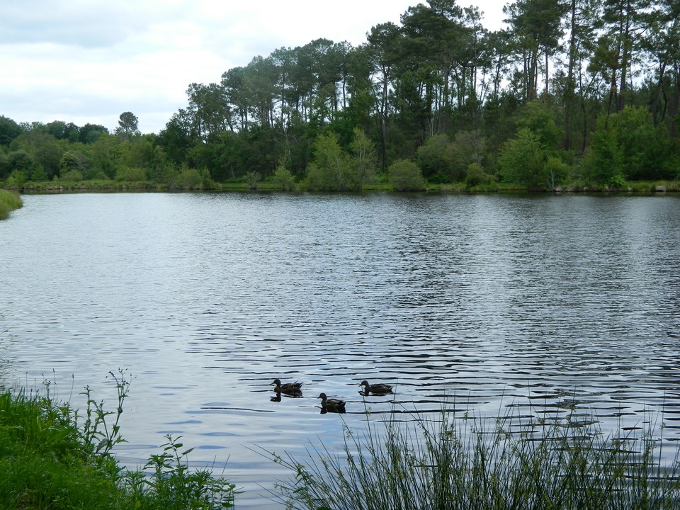 Etang classé de Sainte-Foy, Sainte-Foy - photo 5
