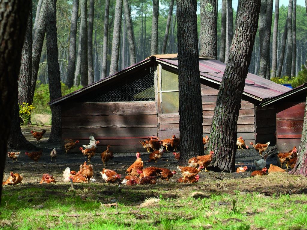 Les Fermier Landais — photo 3