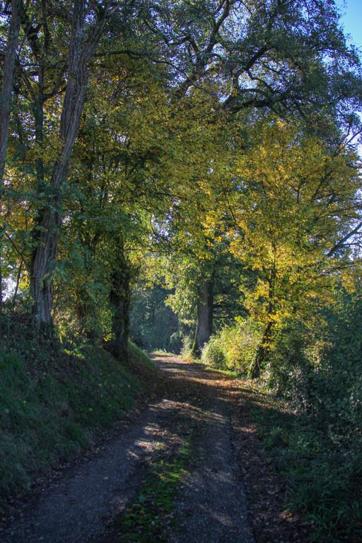 Du Béas à Ste-Catherine, promenade dans la forêt, Barbaste
