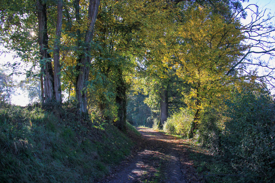 Du Béas à Ste-Catherine, promenade dans la forêt, Barbaste - photo 6