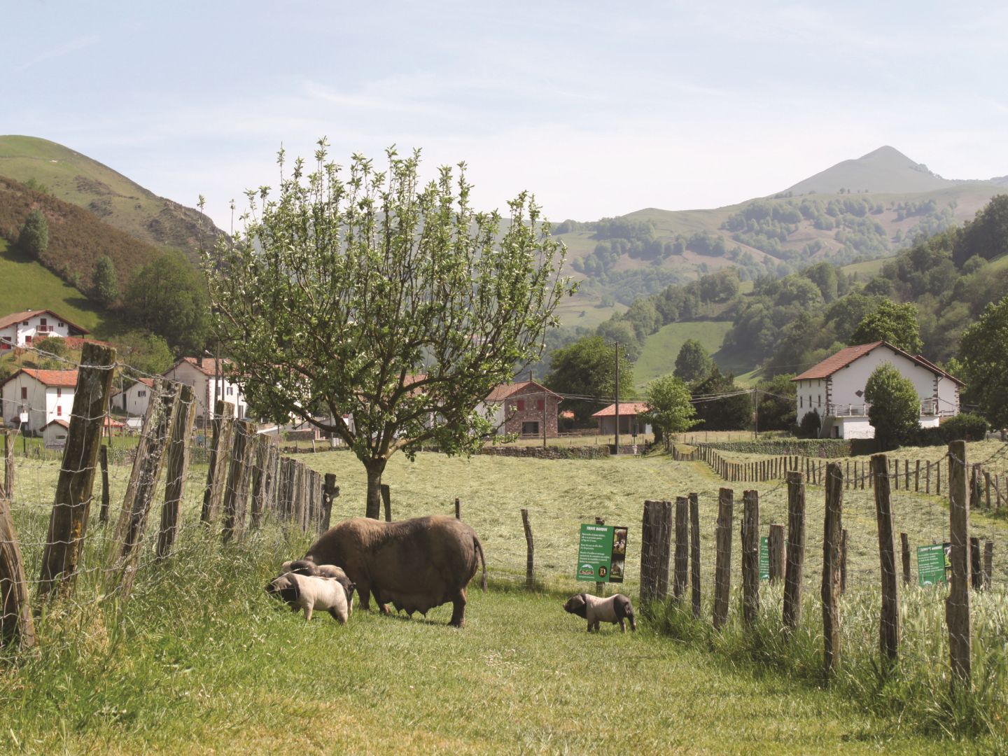 Sentier de découverte des porcs basques - photo 4
