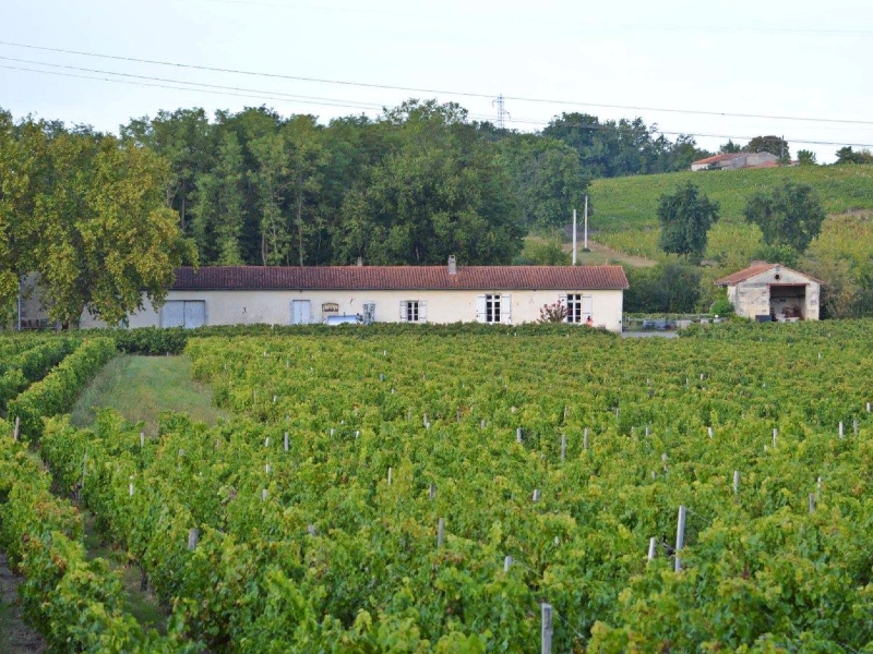 Vignoble Pestoury - photo 3