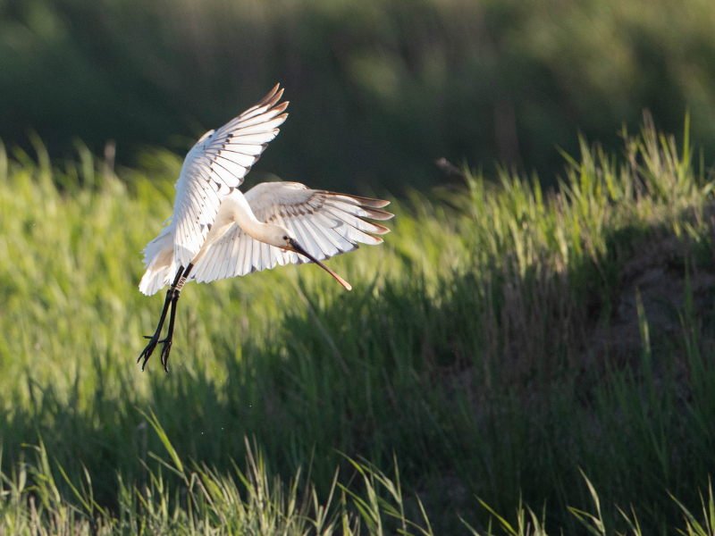 Terres d'Oiseaux - parc ornithologique, Braud-et-Saint-Louis